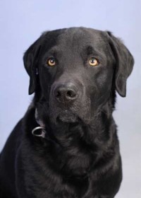 Theo Hund