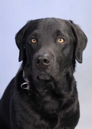 Theo Hund